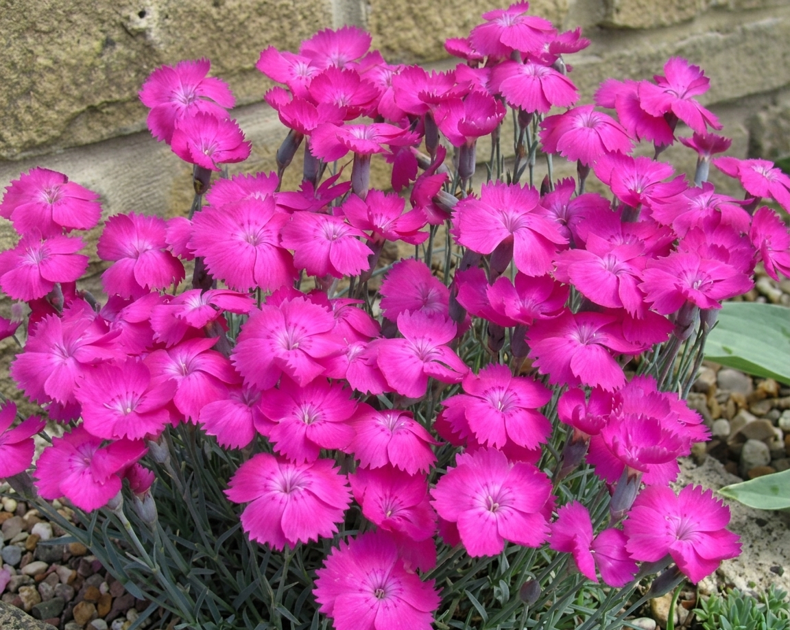 Dianthus 'Whatfield Magenta' 
